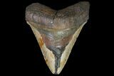 Bargain, Megalodon Tooth - North Carolina #83953-2